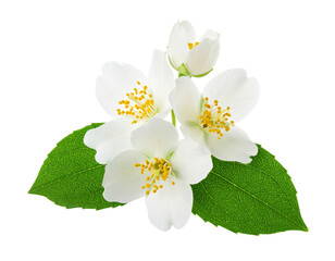 Obraz premium Elegant jasmine flowers close-up, white petals, yellow stamens, vibrant green leaves, white background or png.
