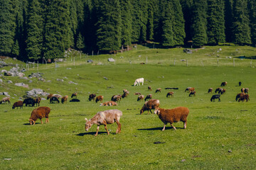 Naklejka premium Wide angle shot of a flock of sheep standing on a grassy hillside on a farm in Wusun Old Silk Road Trek, Xinjiang, China. There are many pine trees in the background on a sunny day.