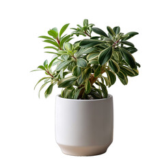Small houseplant in a white Pot isolated background isolated white background