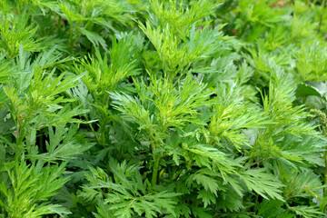 Wormwood (Artemisia vulgaris) grows in nature