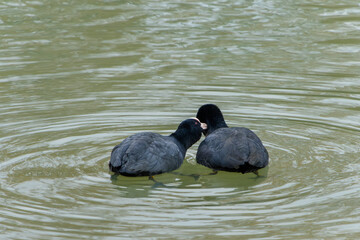 水面で寄り添うオオバンのつがい