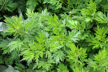 Wormwood (Artemisia vulgaris) grows in nature