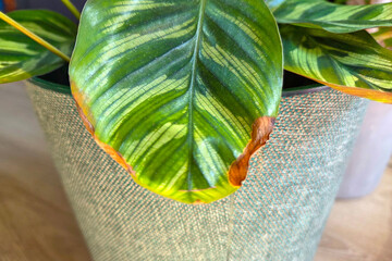 Close-Up of Green Leaf in Textured Pot for Interior Design and Natural Decor