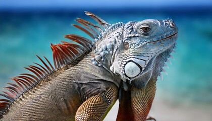 Obraz premium grand cayman blue iguana