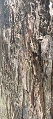 Rough Decayed Tree Bark with Natural Holes and Cracks. Close-up of a decaying tree bark showing natural holes, rough textures, and erosion patterns. Ideal for backgrounds or nature-based design