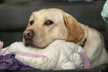 Blonde Labrador lying with its head on its stuffed toy; relaxing; resting; lying in the dog bed; listening; training