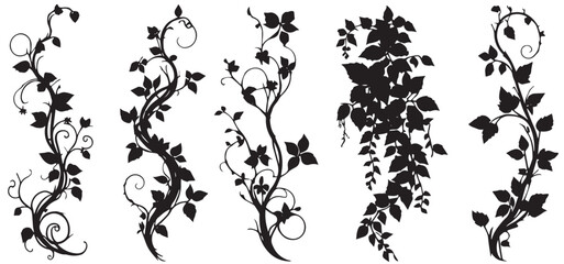 Climbing creeper ivy plant isolated on a transparent background. Creepers branches with ivy leaves, lush climbing plants silhouette vector