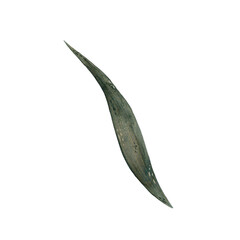 Watercolor succulent green leaf of iris flower illustration, iris leaf isolated on white background, botanical illustration of long smooth leaf of plant in shades of green, hand drawn plant leaf