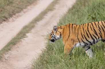 Male tiger  (Panthera tigris) walking at jungle with natural green background of forest.