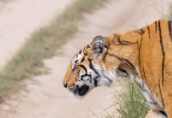 Male tiger  (Panthera tigris) walking at jungle with natural green background of forest.