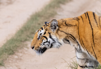 Male tiger  (Panthera tigris) walking at jungle with natural green background of forest.