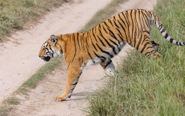 Male tiger  (Panthera tigris) walking at jungle with natural green background of forest.