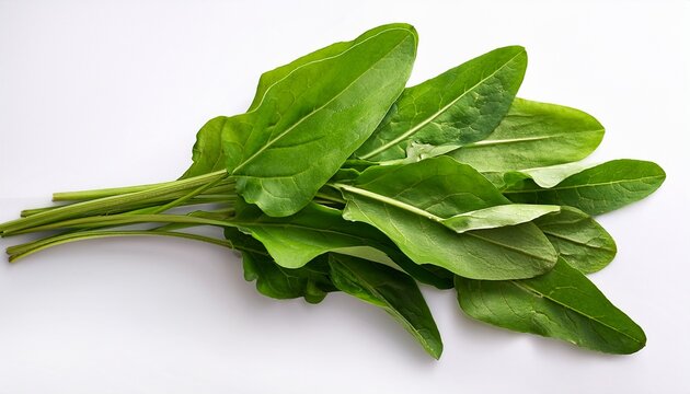 fresh green leaves of sorrel rumex acetosa spinach dock narrow leaved dock on a white background