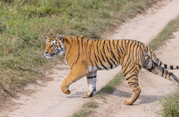 Male tiger  (Panthera tigris) walking at jungle with natural green background of forest.