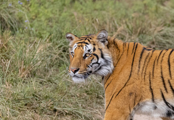 Male tiger  (Panthera tigris) walking at jungle with natural green background of forest.