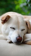 Obraz premium Light brown Shiba Inu is sleeping on a soft pillow, with pink cherry blossoms and a vibrant garden visible outside the window