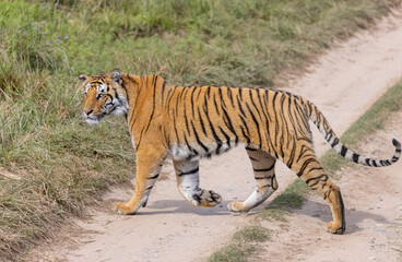 Male tiger  (Panthera tigris) walking at jungle with natural green background of forest.
