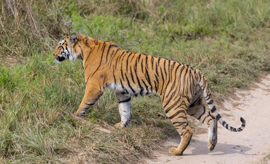 Male tiger  (Panthera tigris) walking at jungle with natural green background of forest.