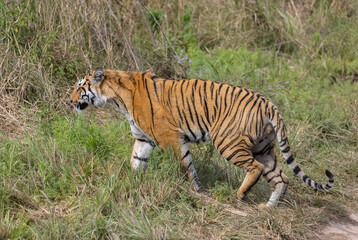 Male tiger  (Panthera tigris) walking at jungle with natural green background of forest.