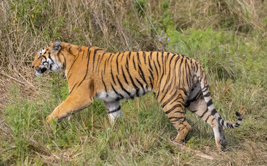 Male tiger  (Panthera tigris) walking at jungle with natural green background of forest.