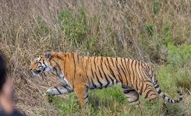 Male tiger  (Panthera tigris) walking at jungle with natural green background of forest.