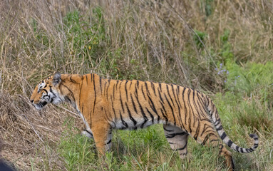 Male tiger  (Panthera tigris) walking at jungle with natural green background of forest.