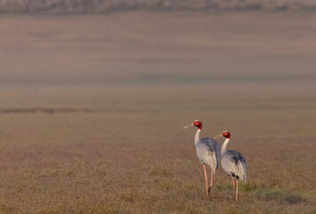Sarus Crane (Grus antigone) bird pair walking at the grassland of jim corbett forest.