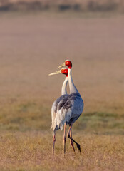 Sarus Crane (Grus antigone) bird pair walking at the grassland of jim corbett forest.