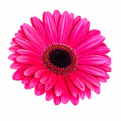 Vibrant Gerbera: A close-up of a Gerbera daisy's radiant bloom, showcasing intricate petal arrangements and a captivating central disc. A celebration of nature's beauty.