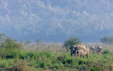 Fototapeta premium Asiatic elephant (Elephas maximus) in the forest of Corbett Tiger Reserve.
