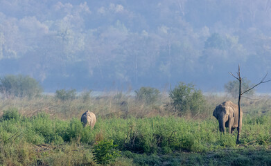 Asiatic elephant (Elephas maximus) in the forest of Corbett Tiger Reserve.