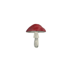 Watercolor mushroom with red cap and white stem illustration, botanical drawing, mushroom design element, hand drawn mushroom