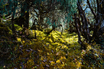 Fototapeta premium Lush Forest Interior with Sunlight Filtering Through Mossy Branches Green Woodland Forest Floor