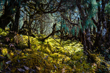 Lush Forest Interior with Sunlight Filtering Through Mossy Branches Green Woodland Forest Floor