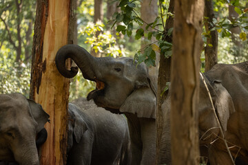 Asiatic elephant (Elephas maximus) in the forest of Corbett Tiger Reserve.