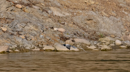 Obraz premium Asian Paradise Flycatcher bird flying over river.