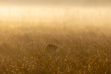 Male tiger  (Panthera tigris) walking at jungle with natural green background of forest.