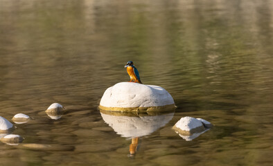 Common Kingfisher (Alcedo atthis) bird perched on stone in river.
