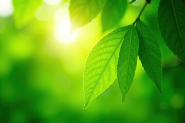 Close-up of vibrant green leaves, sunlight dappling through, showcasing the power of nature , environment, solar power