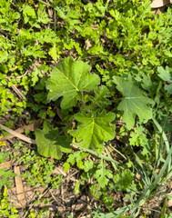 Tree getting grown in forest. Grown of new jungles. Save nature.