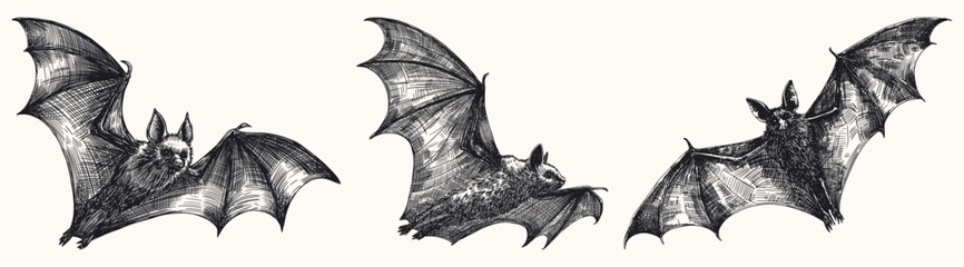 set of bats fly with their wings spread collection hand drawn sketch illustration different flying poses dynamic movement line art detailed card design vector elements