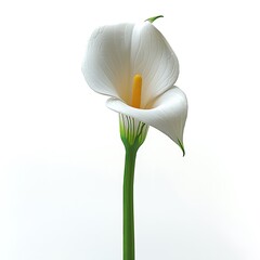 Abstract shape of calla lily high resolution picture