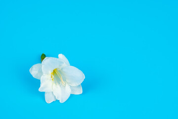 A single white freesia blossom lies slightly slanted on a light blue background. The delicate...