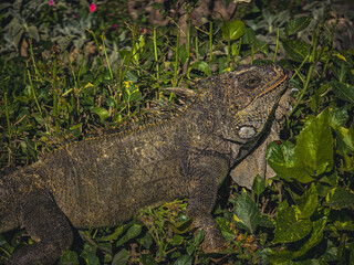 Iguana posing on the leaves while feeding.