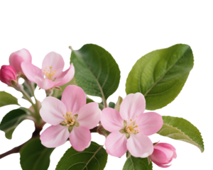pink apple blossom
