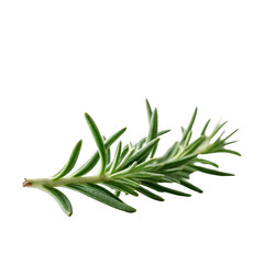 Fototapeta premium A close up of a sprig of rosemary