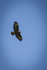 An adult common buzzard flies through the blue sky on a sunny summer day, searching for food.