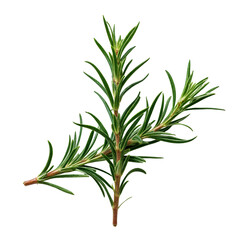 Fototapeta premium A close up of a branch of a rosemary plant