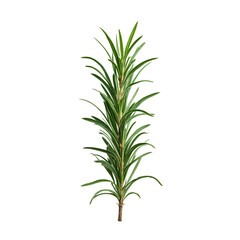 Obraz premium A single green plant