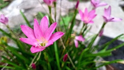 Obraz premium Beautiful Pink Zephyranthes minuta: Delicate Rain Lily Flowers in Bloom, Captured in Natural Light with Soft Green Background